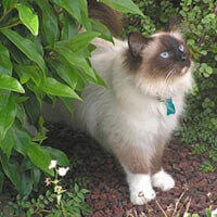 Birman