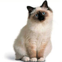 Birman