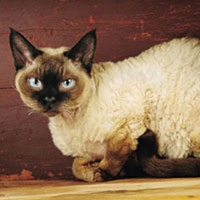 Devon Rex