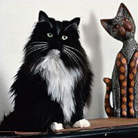 Norwegian Forest Cat