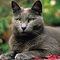 Russian Blue