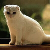 Scottish Fold