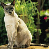 Siamese Cat