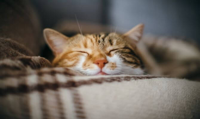 cat sleeping