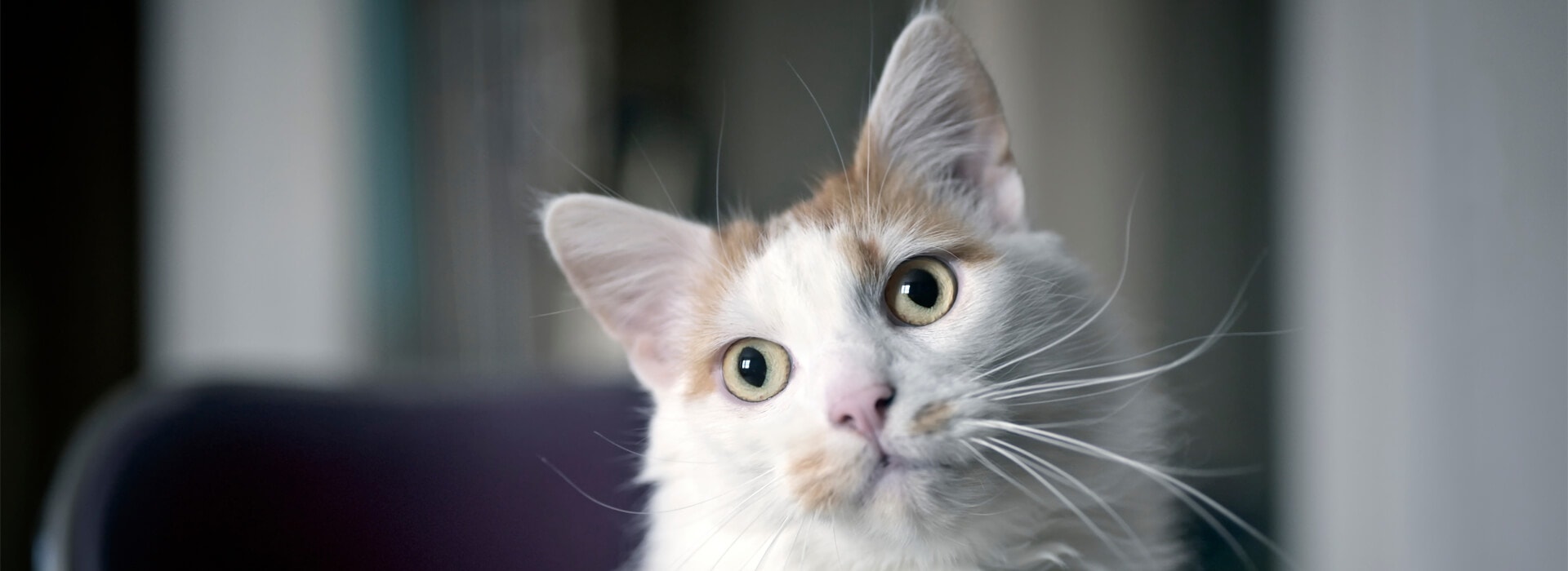 HOW TO DEAL WITH CAT HAIRBALLS?