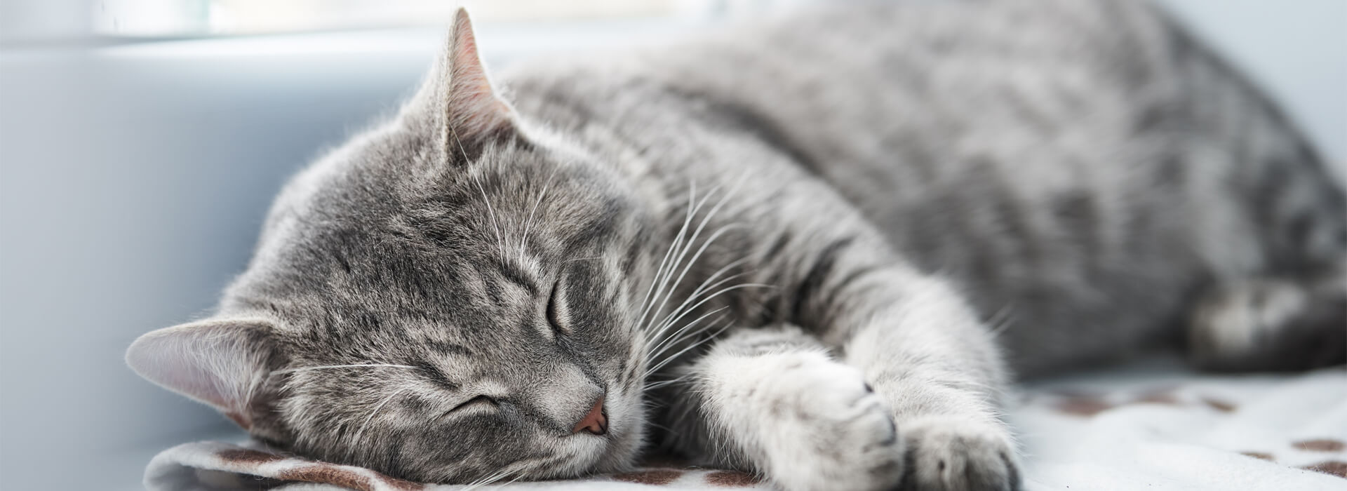 What to do if your senior cat has UTI