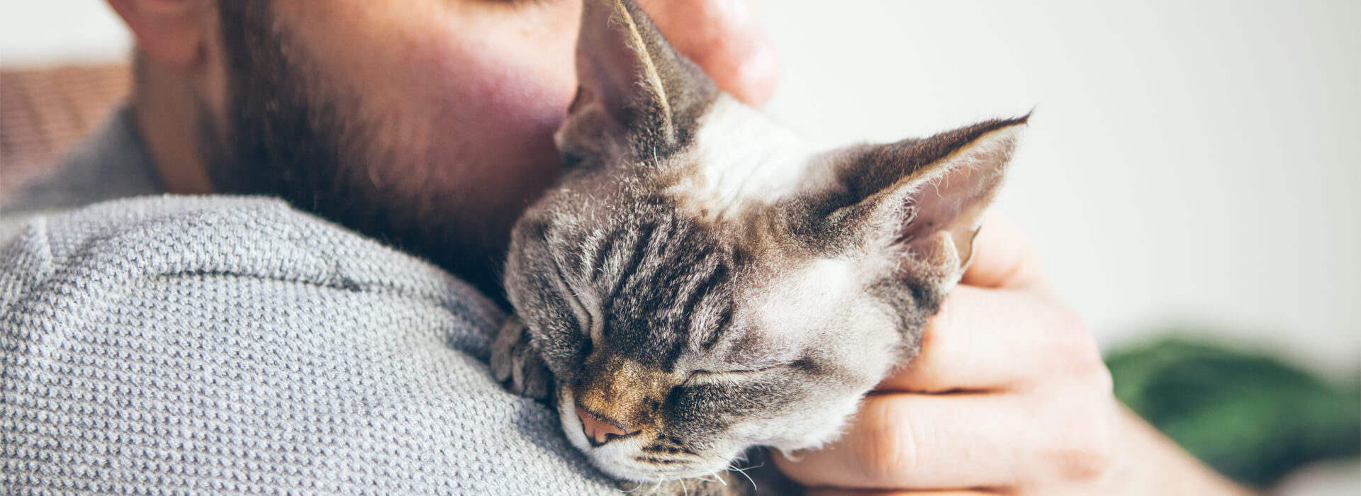 DENTAL PROBLEMS IN OLDER CATS