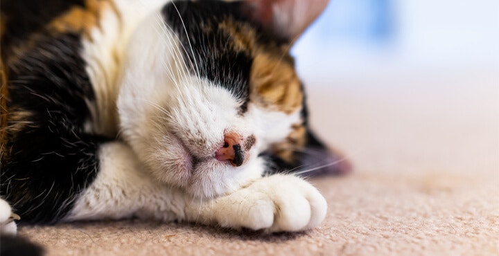 Spotting signs of depression and anxiety in cats