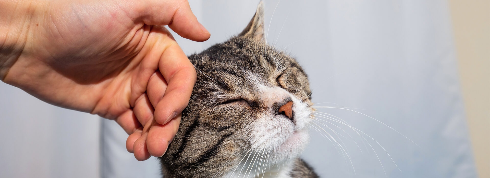 ADOPTING AN OLDER CAT