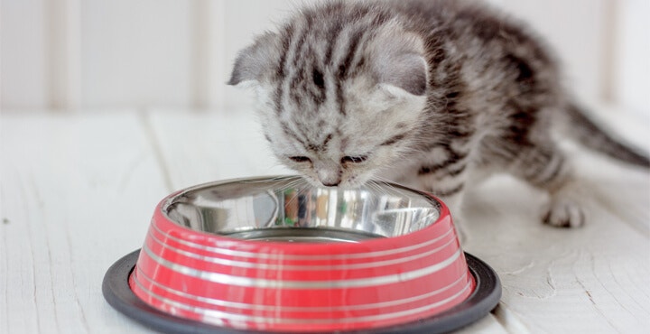 HOW OFTEN SHOULD I FEED MY KITTEN?