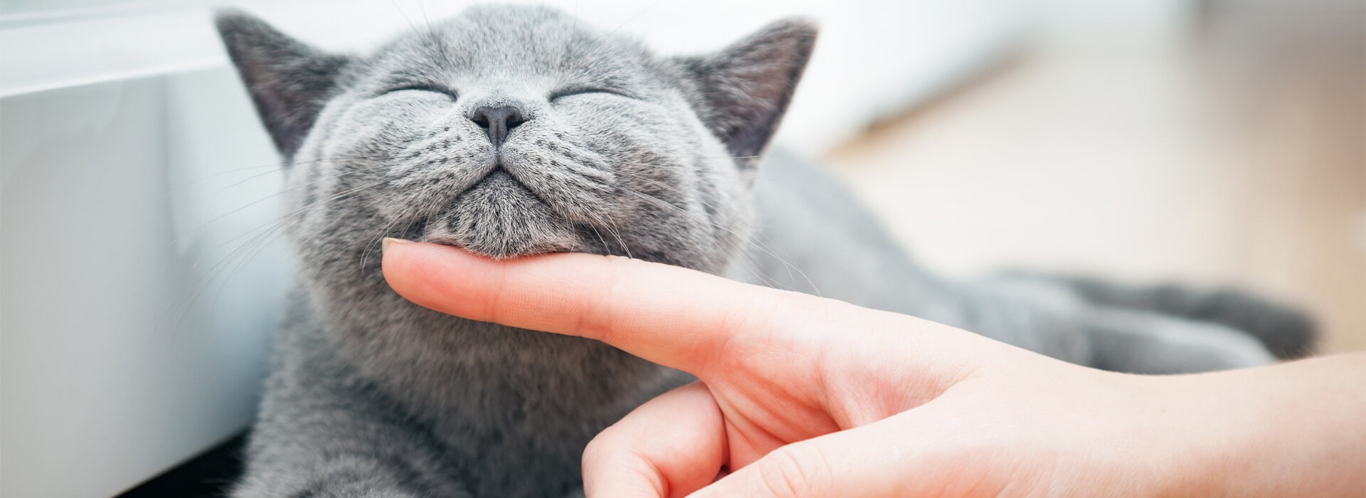 When is a cat a senior cat?