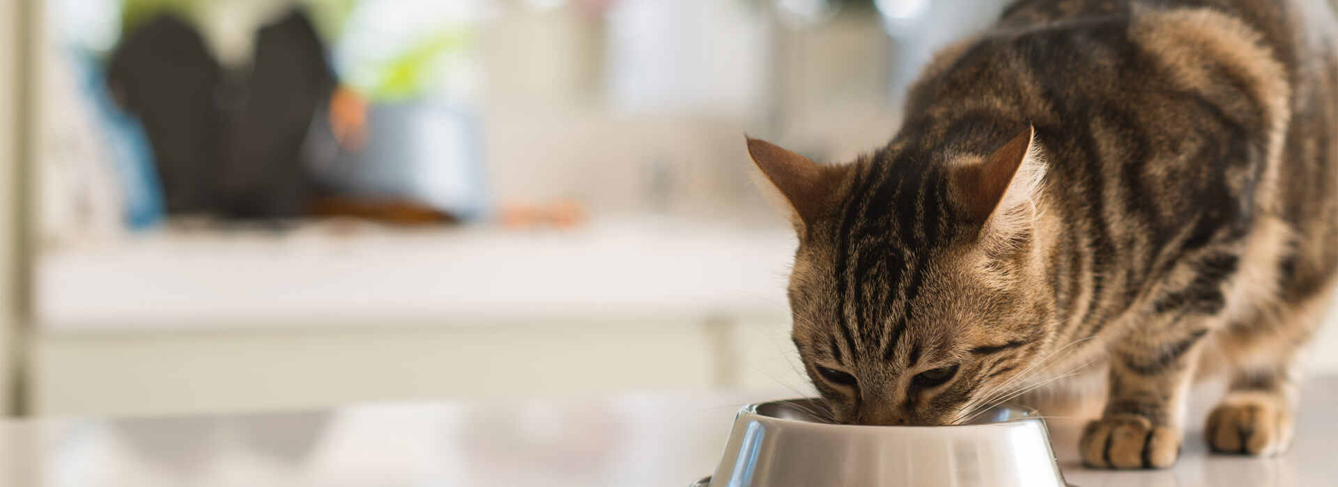 HOW MANY TIMES A DAY SHOULD I FEED MY CAT?