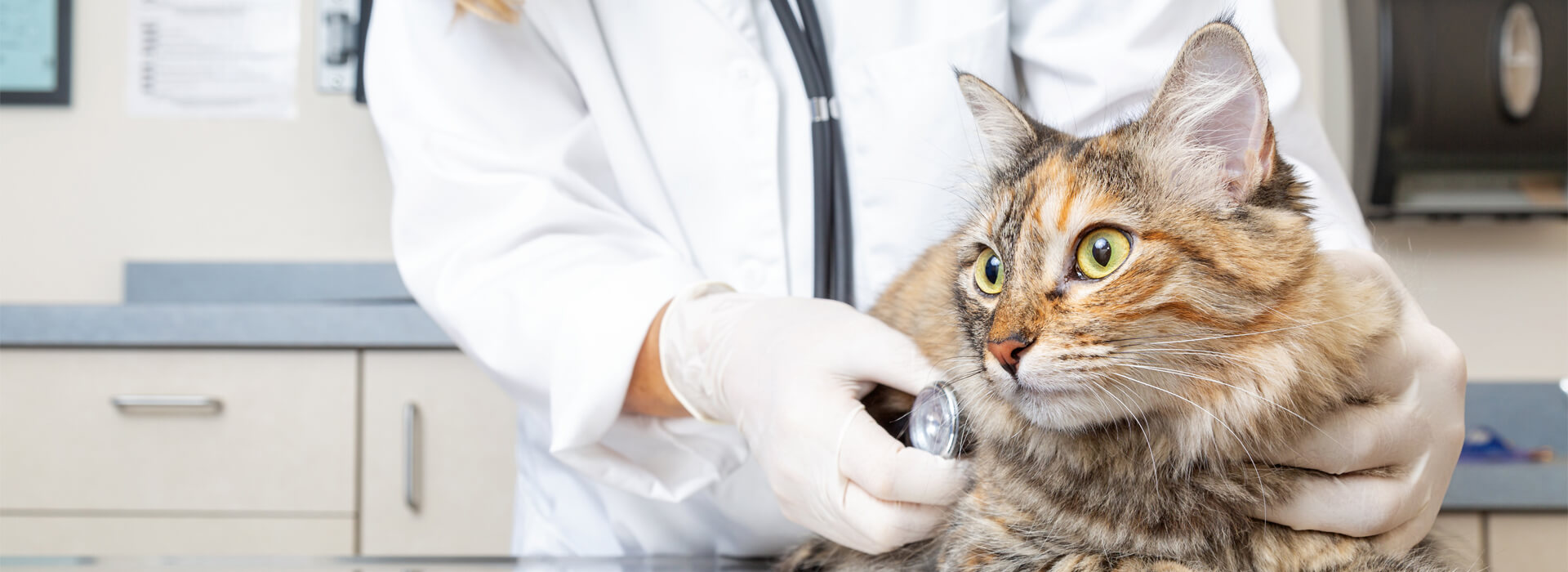 HOW TO TELL IF YOUR CAT IS SICK?