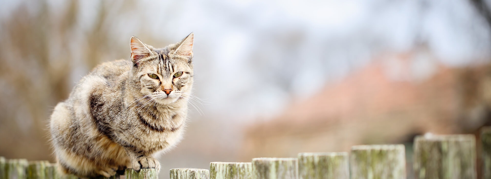 What to do if your older cat isn't eating