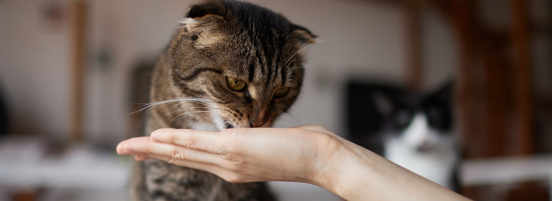 CAT FOOD FOR OLDER CATS