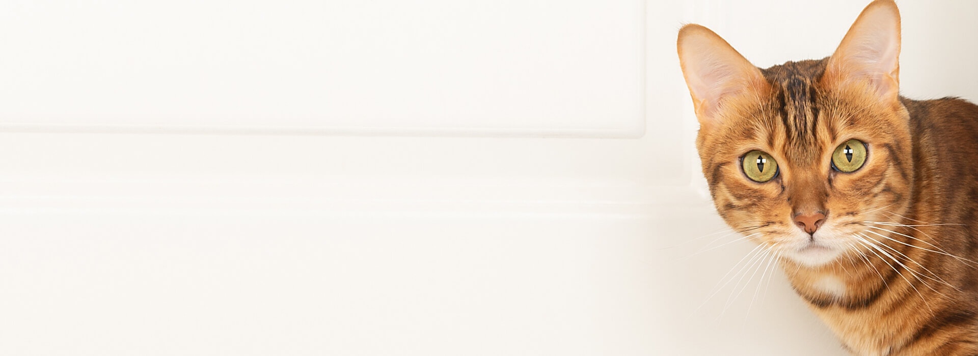 Why do cats never finish their food?