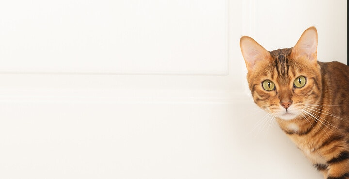 Why do cats never finish their food?