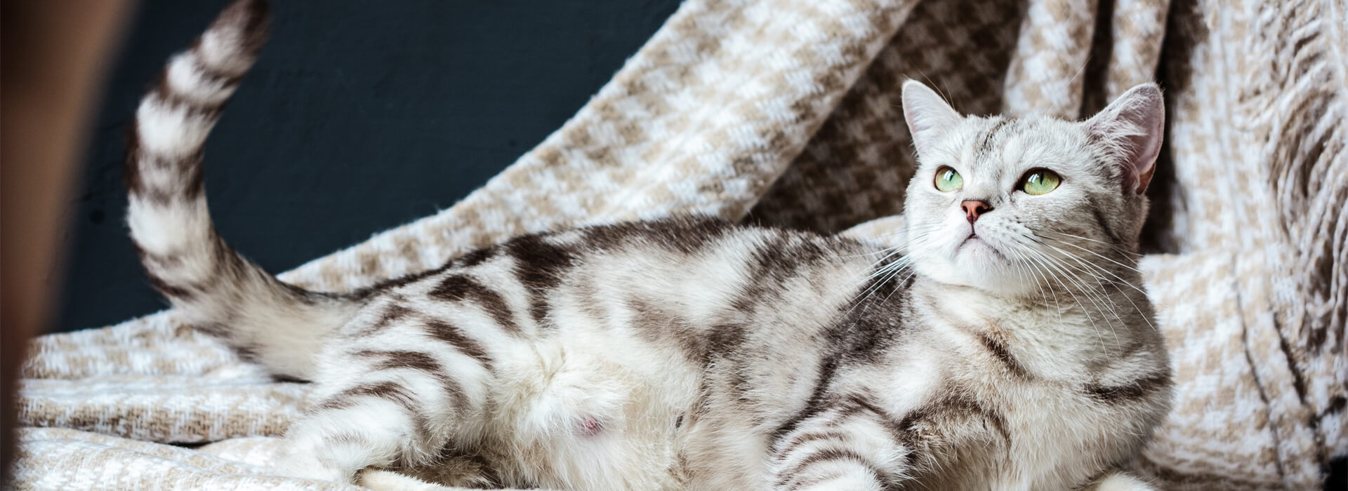 CARING FOR OLDER CATS