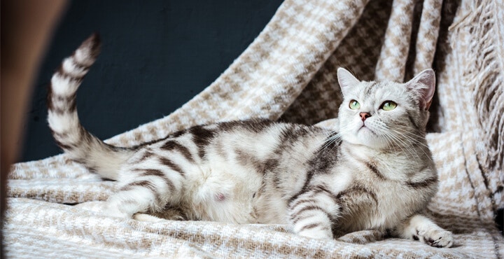 CARING FOR OLDER CATS