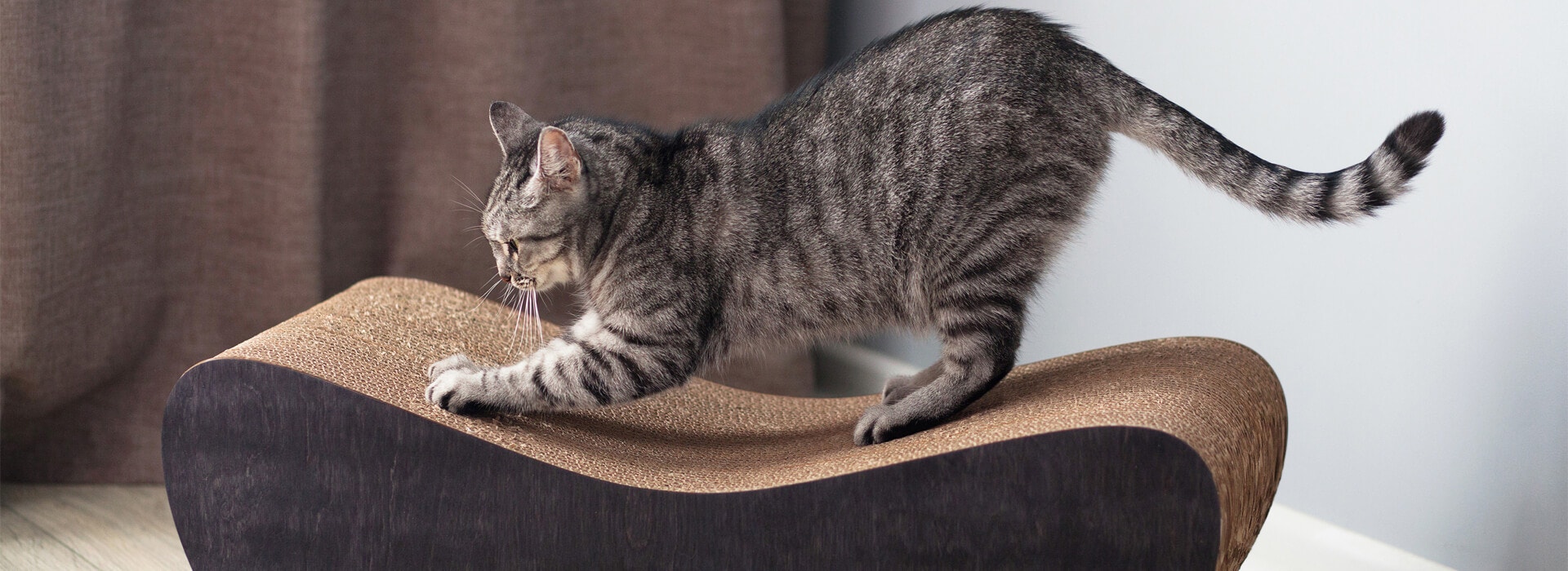 A CAT FRIENDLY HOUSE