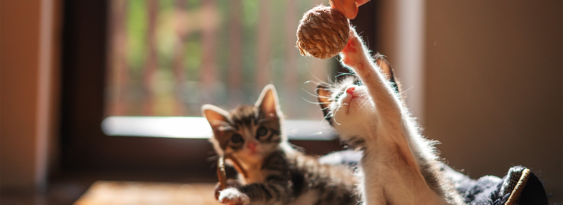 Kitten development: when does a kitten become a cat?