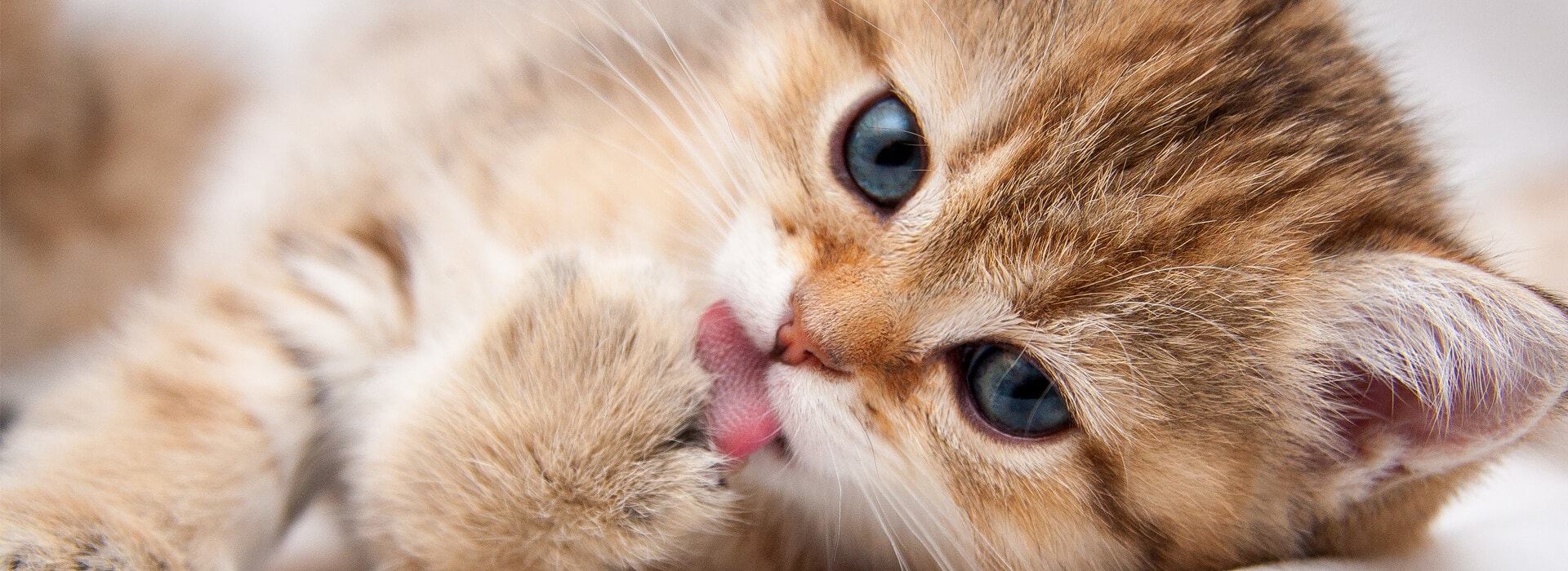 HOW TO CHECK YOUR KITTEN'S HEALTH