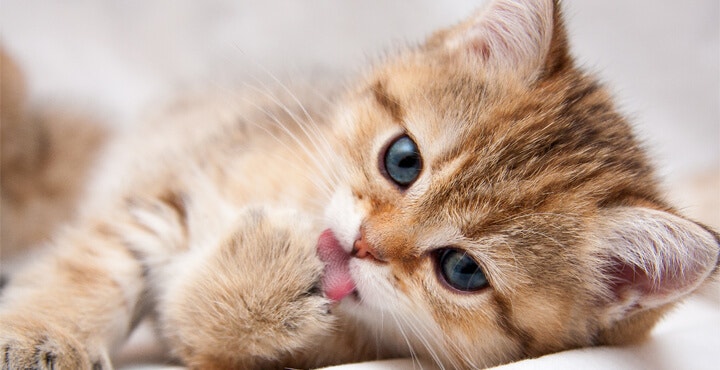 HOW TO CHECK YOUR KITTEN'S HEALTH