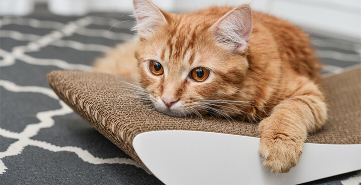 HOW TO GET MY CAT TO EAT