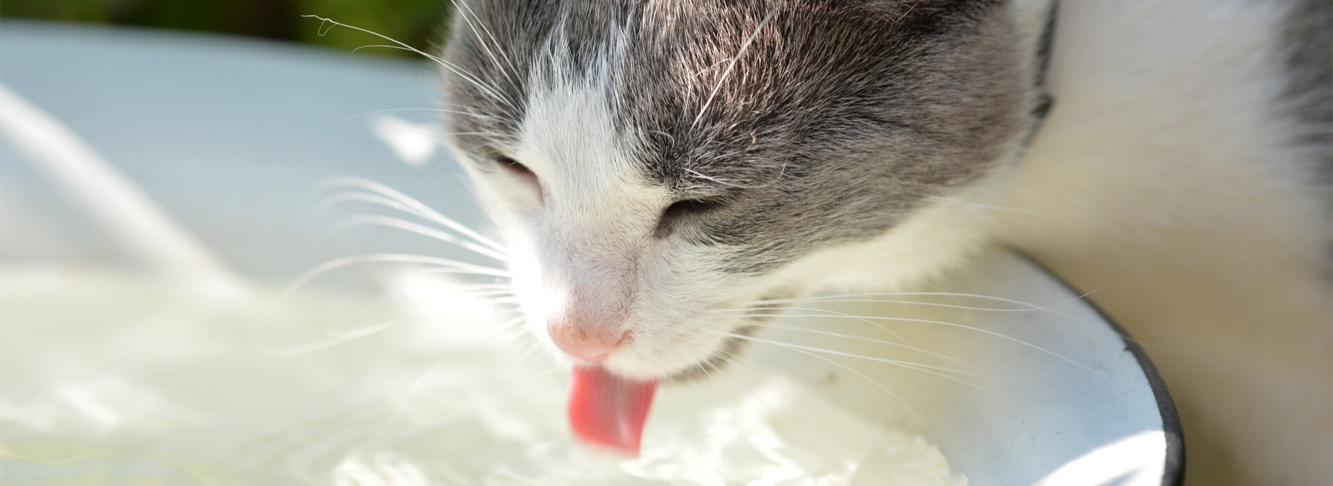 Indoor and Outdoor Cats