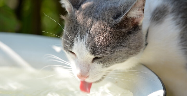 Indoor and Outdoor Cats