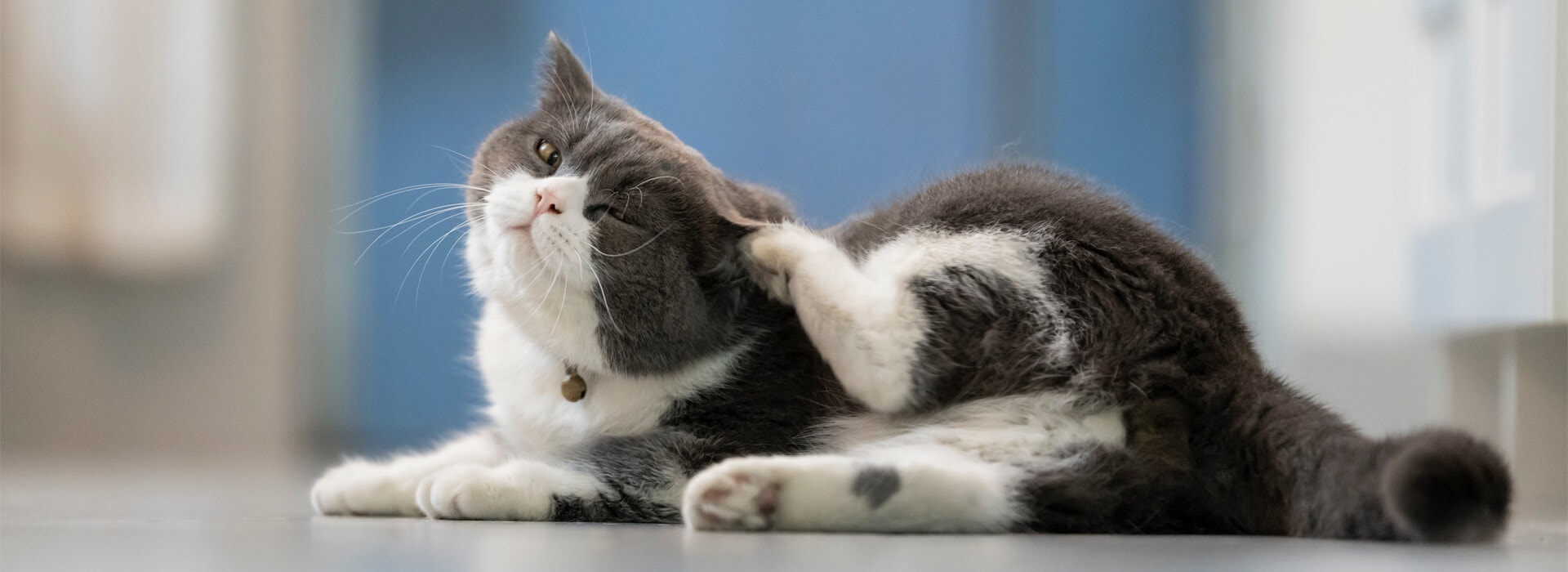 Keeping their coat in good condition