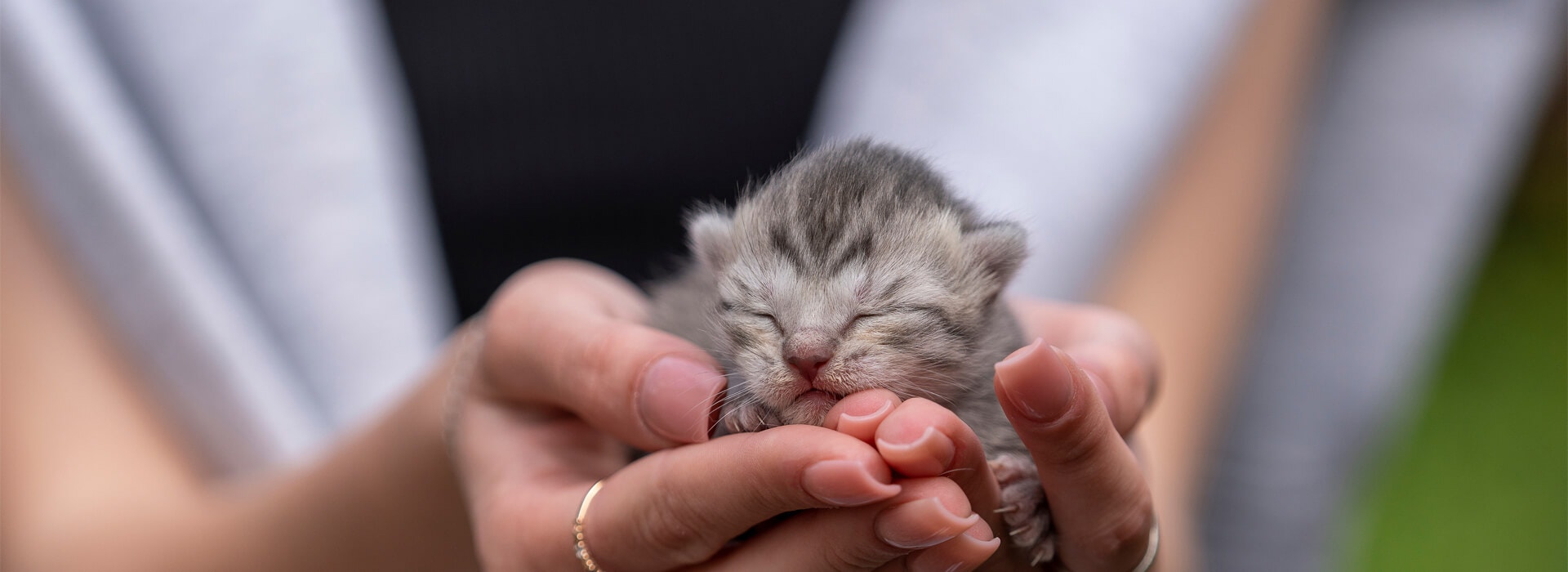 BRINGING A KITTEN HOME