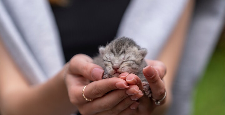 BRINGING A KITTEN HOME