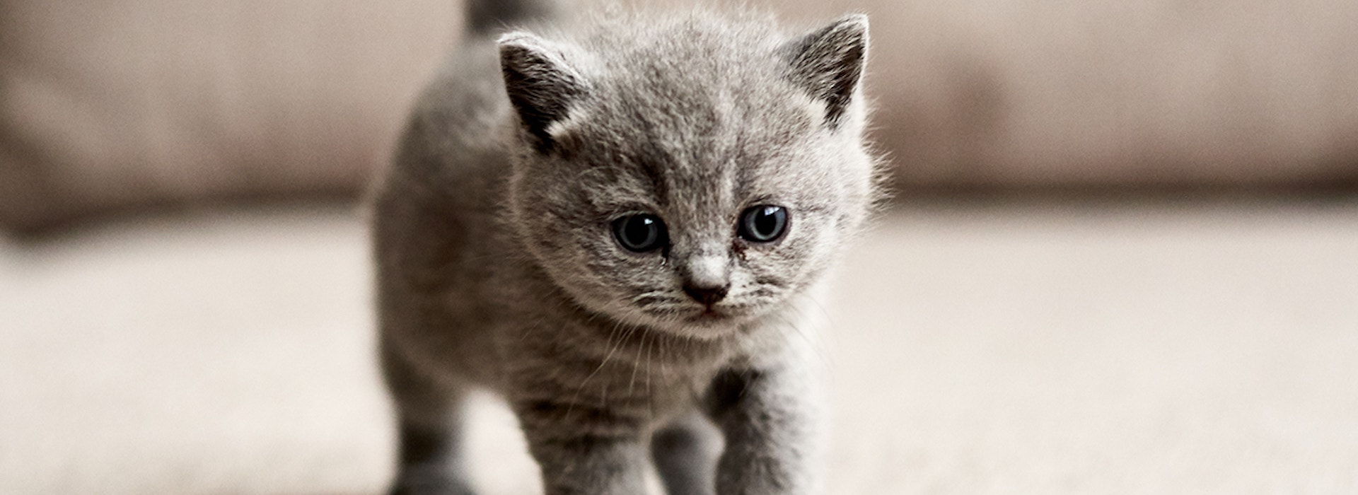 Giving Your Cat The Best Life