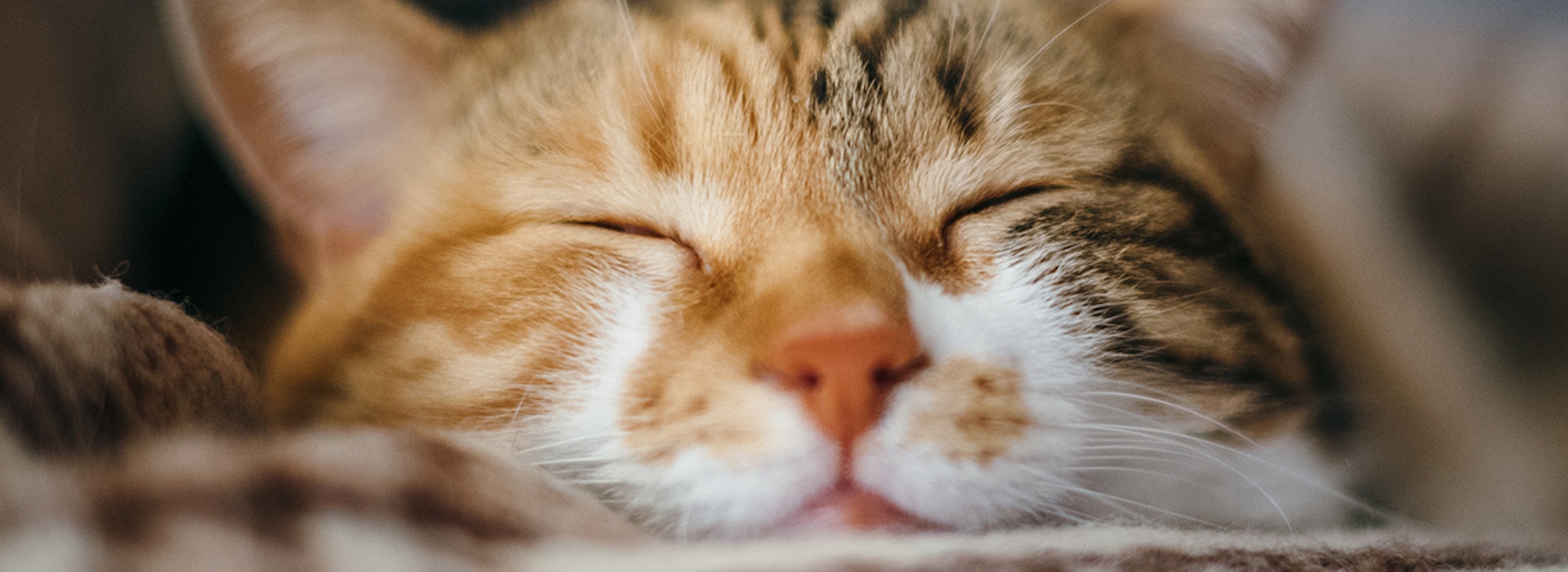 Understanding Cat Breeds