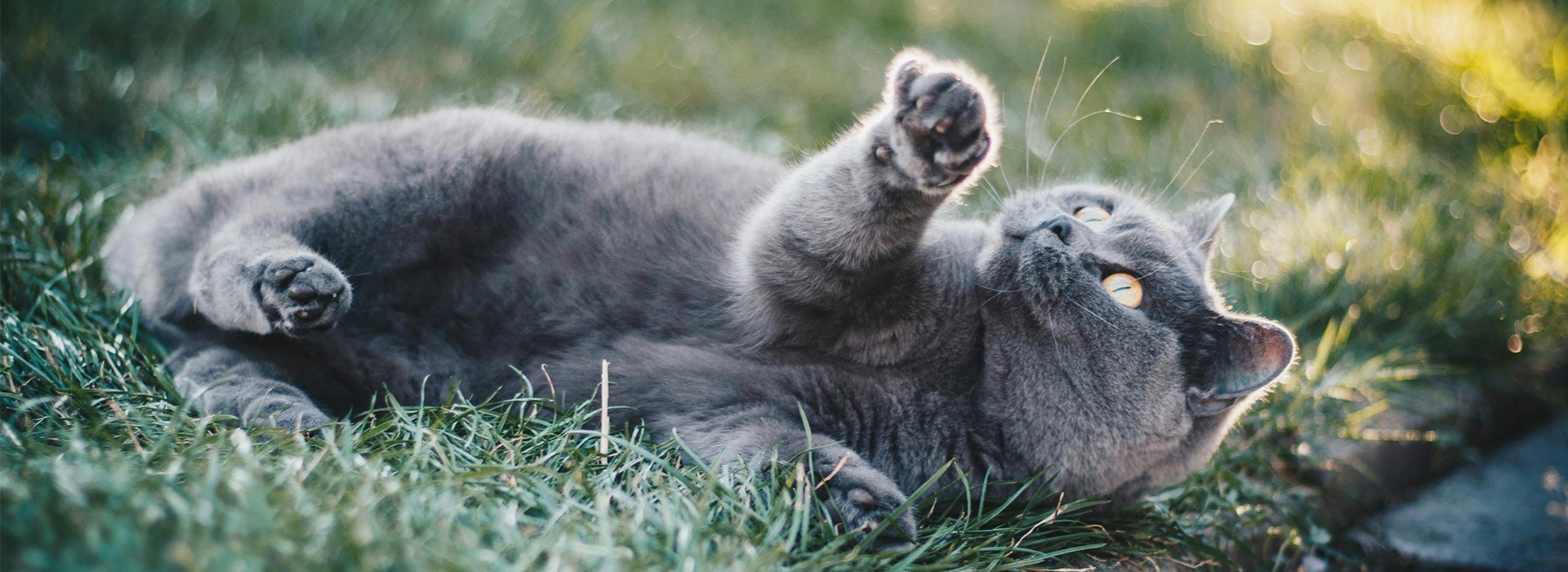 Whiskas Explaining cat behaviours 1920px X 700px - Desktop