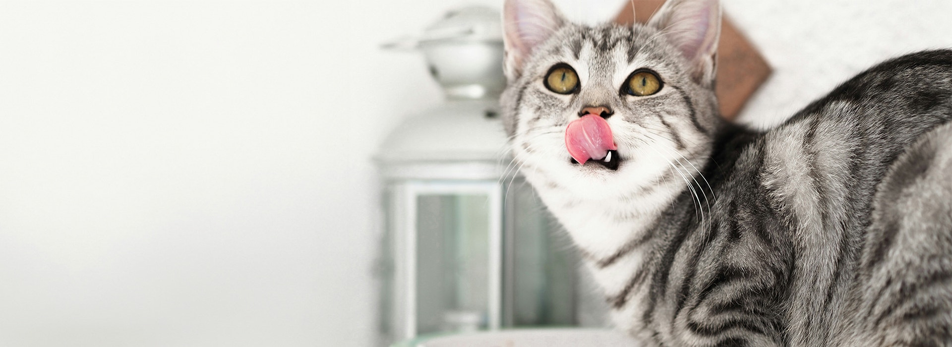 Whiskas Why cats eat strange things 1920px X 700px - Desktop