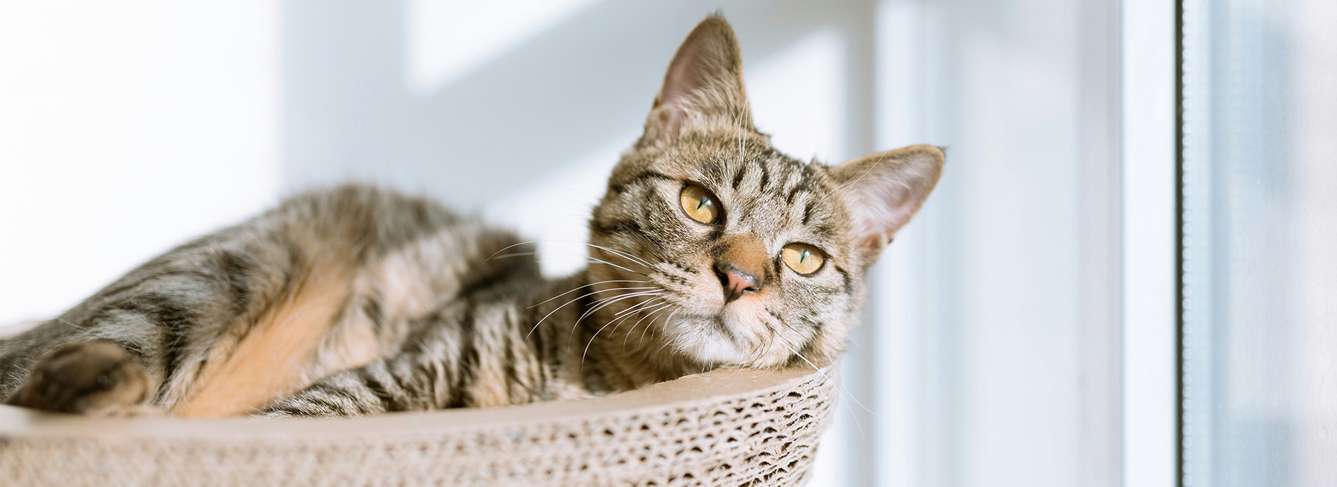 Whiskas Your cat & their litter habits 1920px X 700px - Desktop