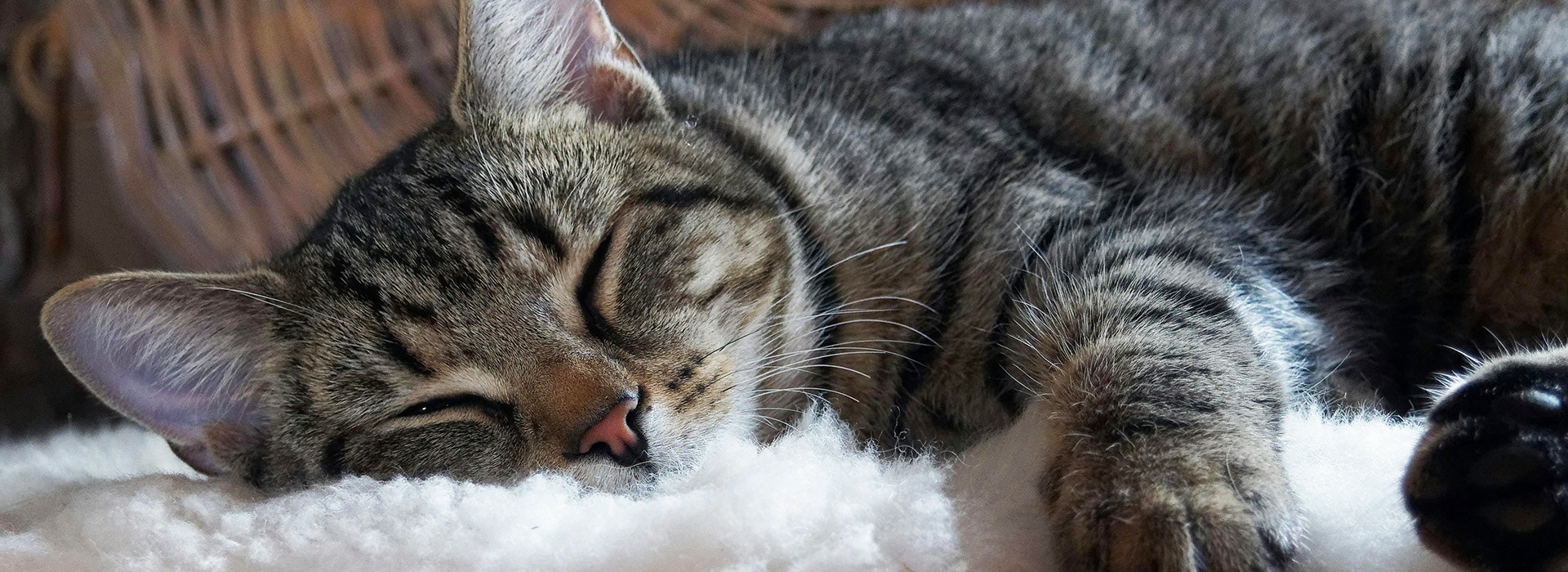 Do Cats Dream - Desktop