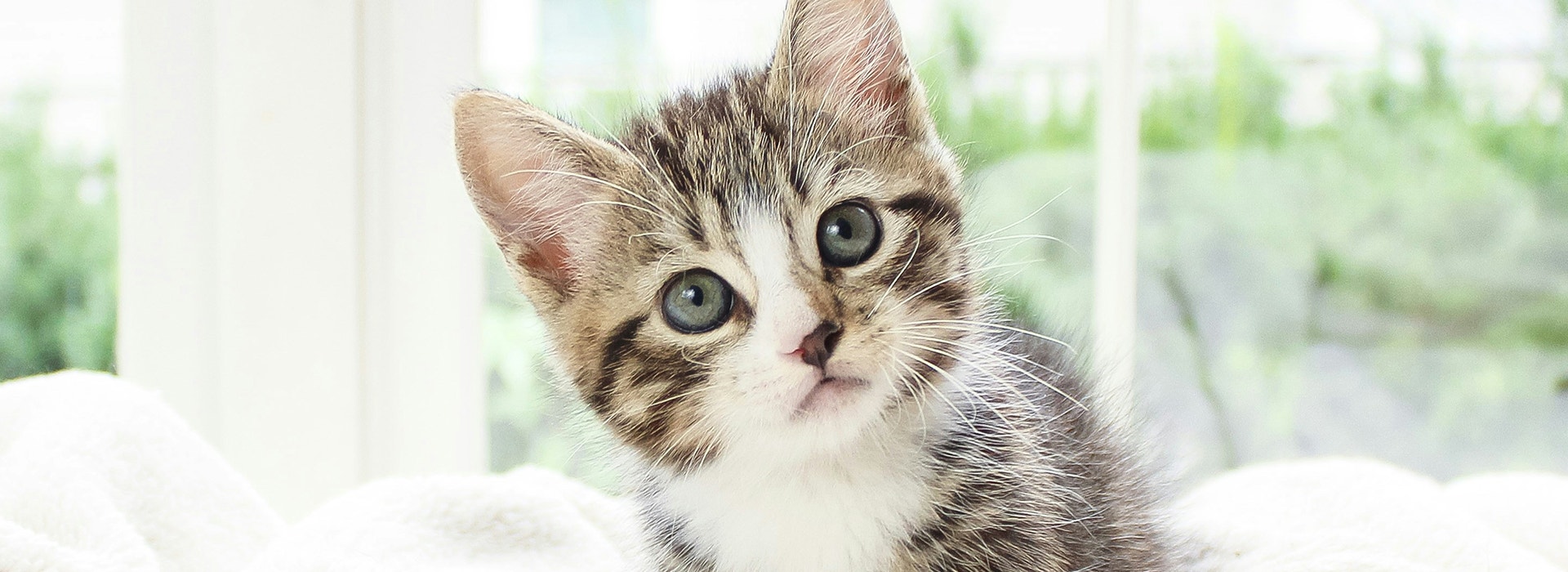 Your Cat's Physical Behaviours - Desktop