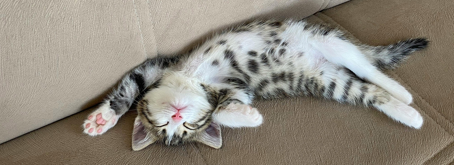 Cats And Their Need For Space 1920px X 700px - Desktop