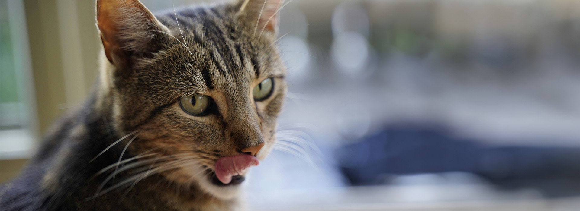 What Can Cats Taste? 1920px X 700px - Desktop