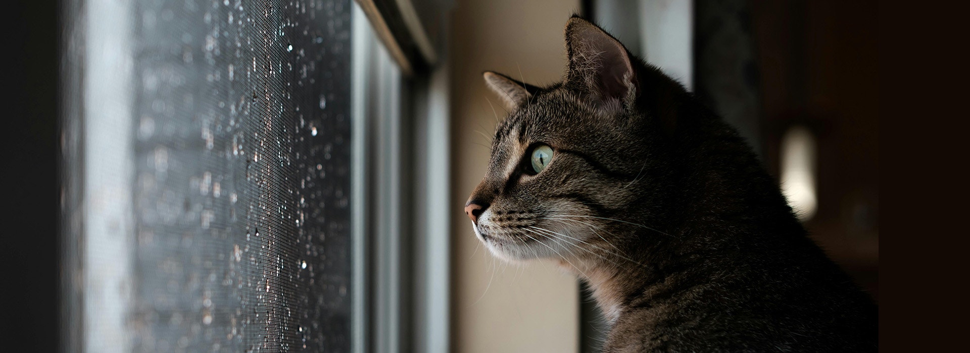 Your Cat_s Verbal Behaviours 1920px X 700px - Desktop