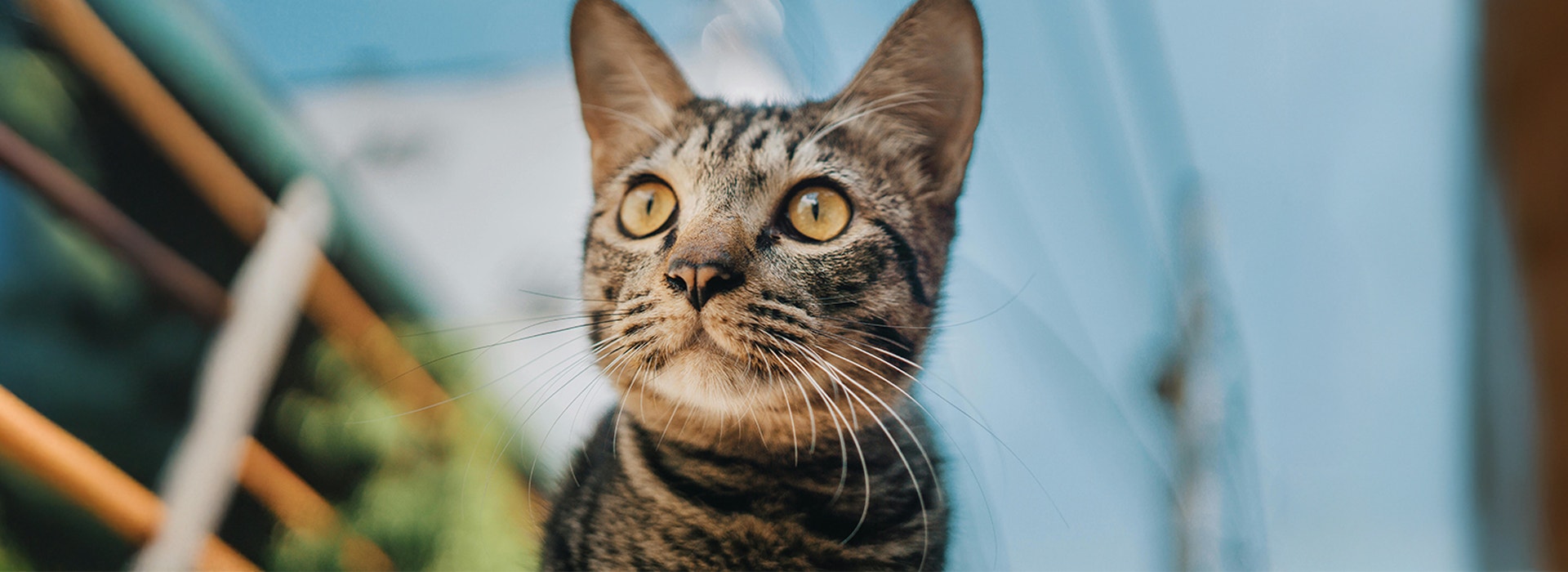 Whiskas - The Need For Variety At Mealtime - Desktop