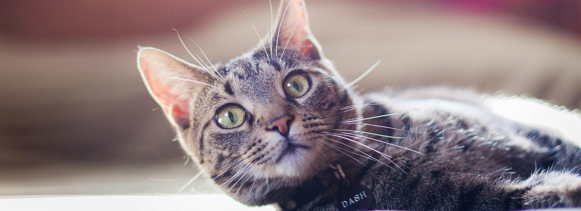 Using A Collar On Your Cat - Desktop