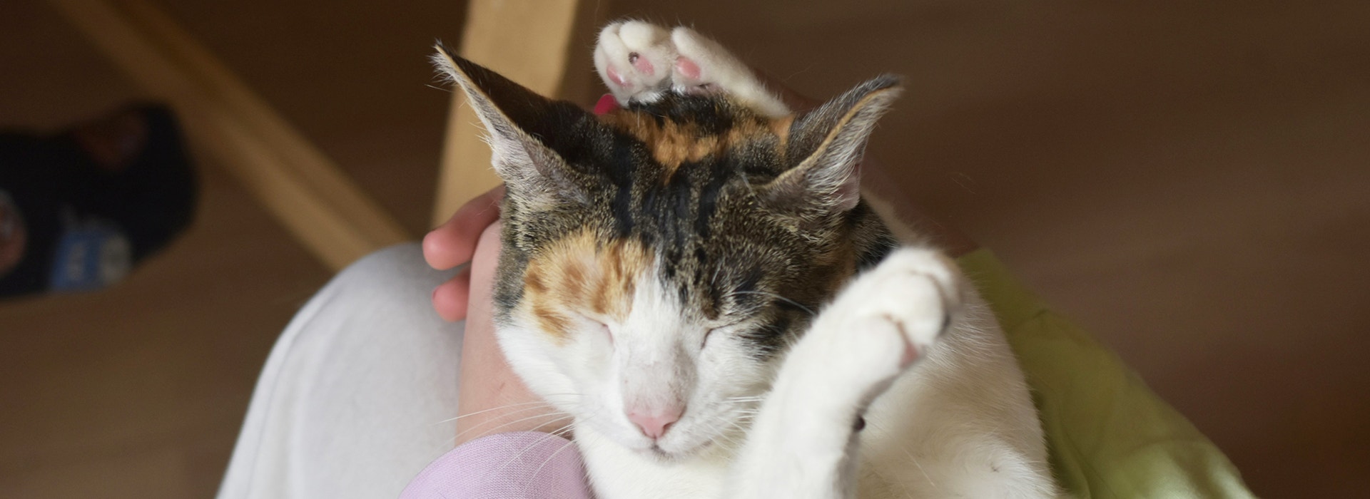 Your Cat's Mealtime Behaviours