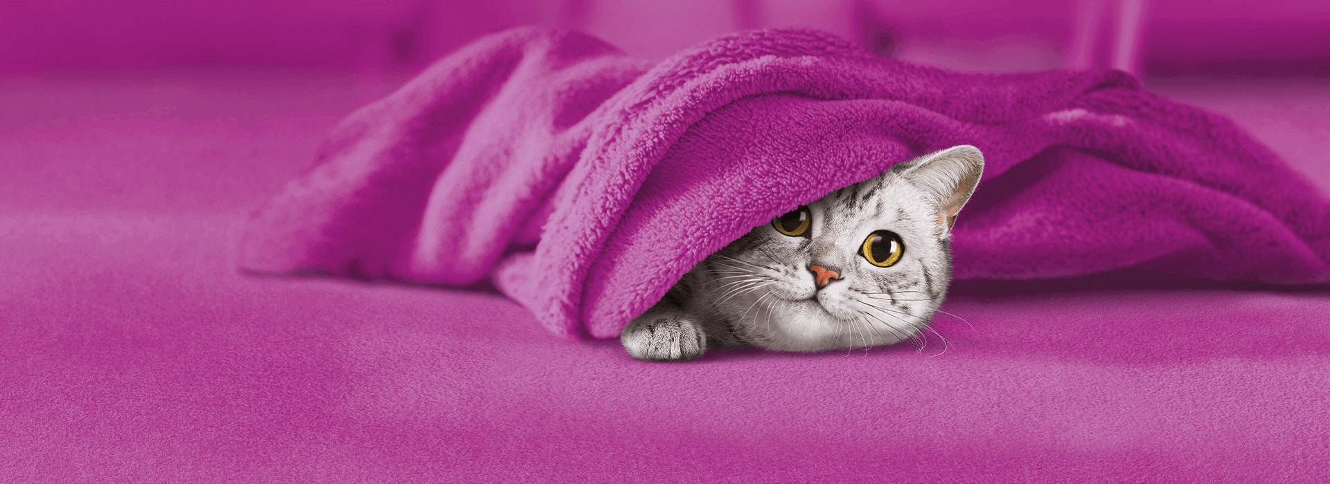 Tommy cat hiding under a purple blanket