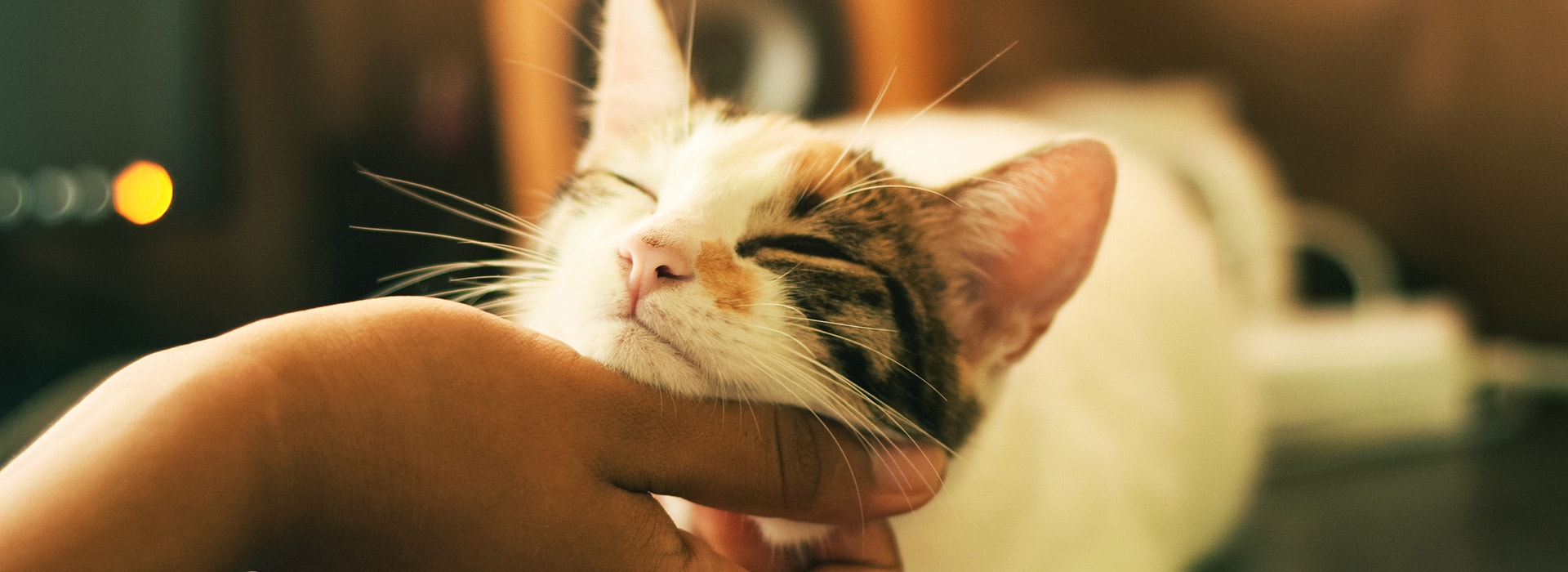 What Does A Cat's Purr Mean?
