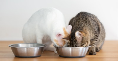 HOW LONG CAN CATS GO WITHOUT FOOD?