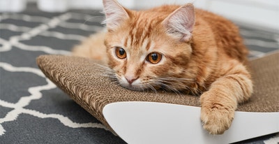 HOW TO GET MY CAT TO EAT